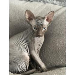 2 lieve Spynx poesjes kitten/kittens
