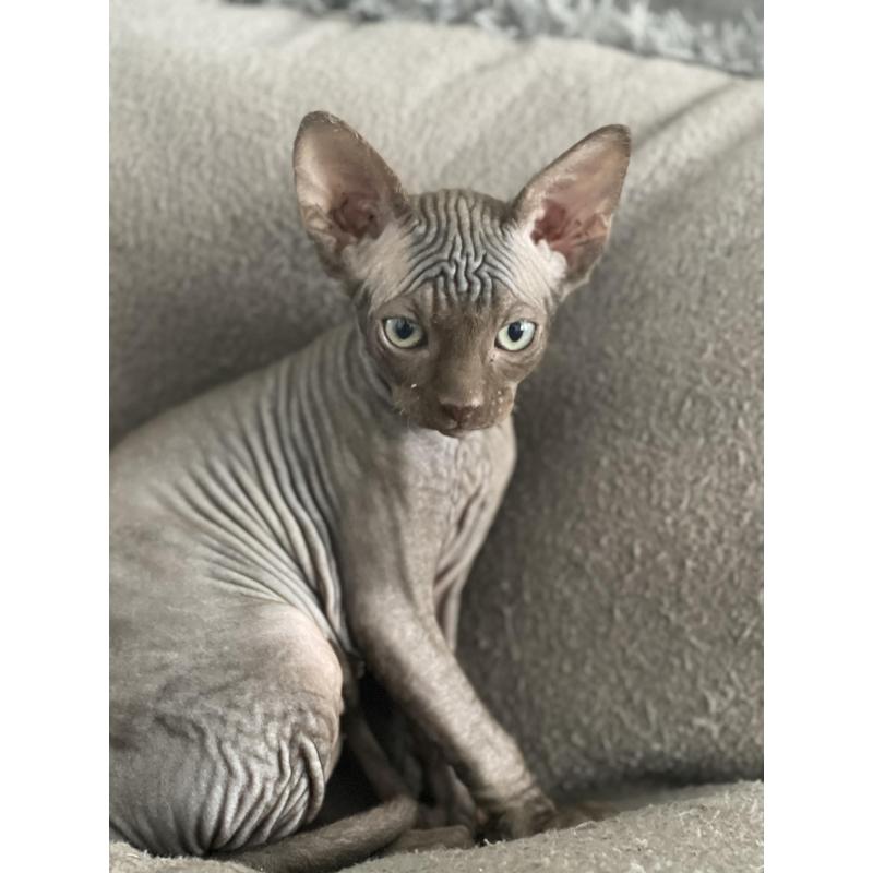 2 lieve Spynx poesjes kitten/kittens