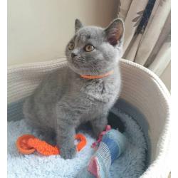 Britse Korthaar/Scottish Fold Blauw en Lilac kitten