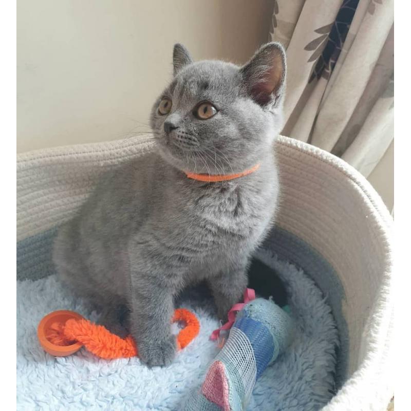 Britse Korthaar/Scottish Fold Blauw en Lilac kitten