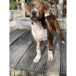 American Bully XL puppies