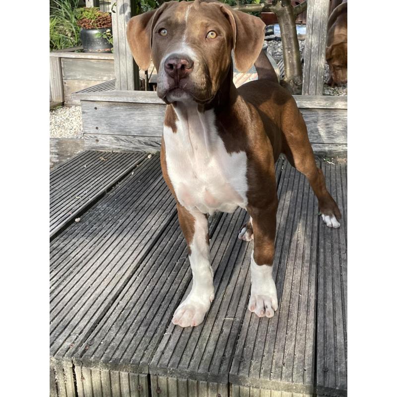 American Bully XL puppies