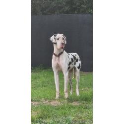 Duitse Doggen pups