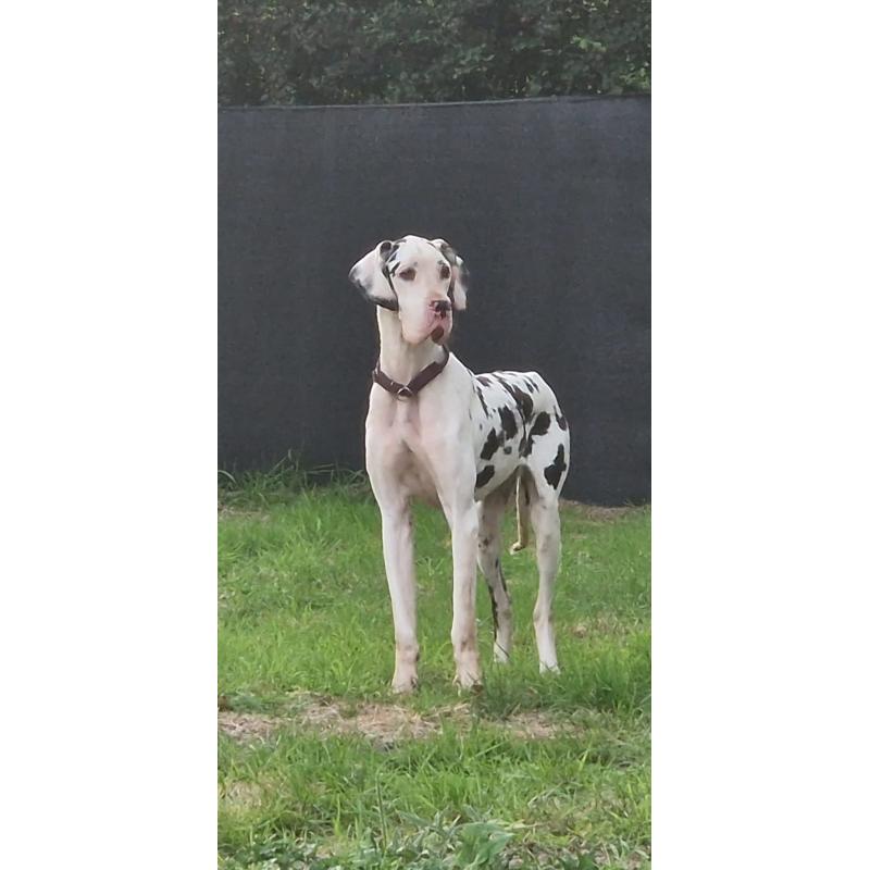 Duitse Doggen pups