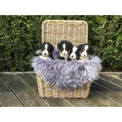 Berner sennen pups