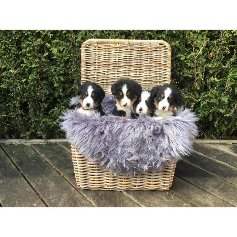 Berner sennen pups