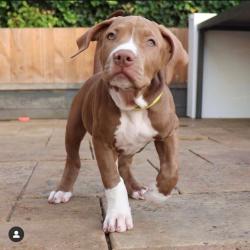 American Bully XL puppies