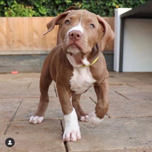 American Bully XL puppies