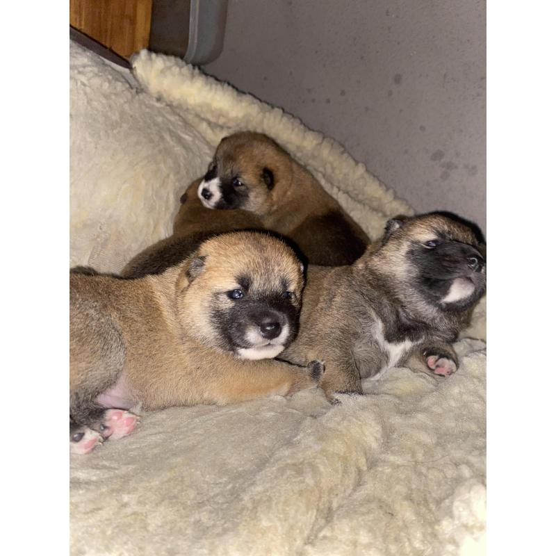Shiba Inu pups