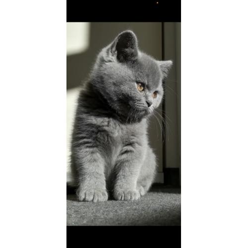 Britse korthaar kittens stamboom