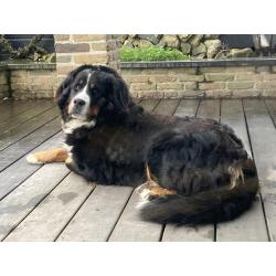 Berner sennen pups