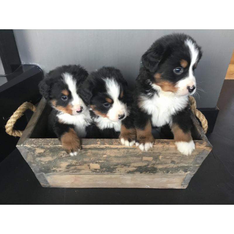 Berner sennen pups