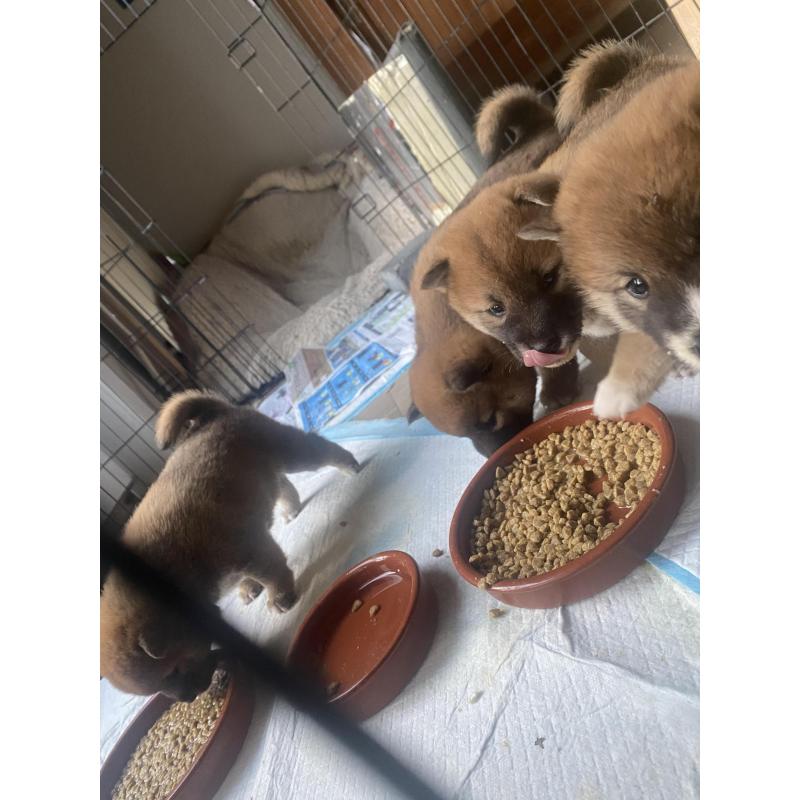 Shiba Inu pups