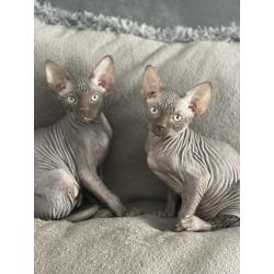 2 lieve Spynx poesjes kitten/kittens