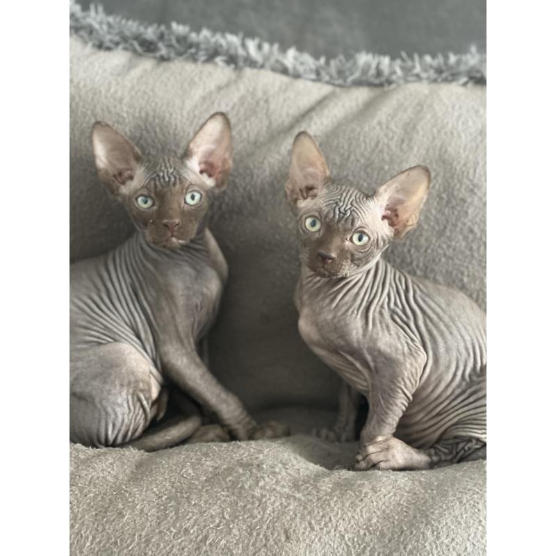 2 lieve Spynx poesjes kitten/kittens