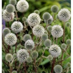 100 soorten zaden te koop, vaste en eenjarige planten, 75 cent per zakje