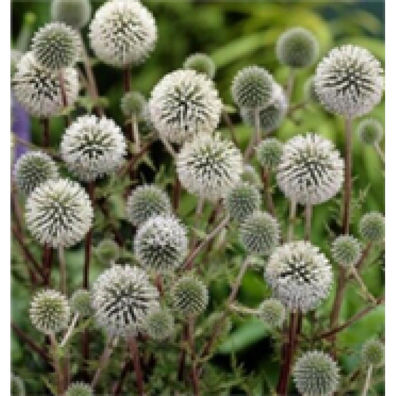 100 soorten zaden te koop, vaste en eenjarige planten, 75 cent per zakje