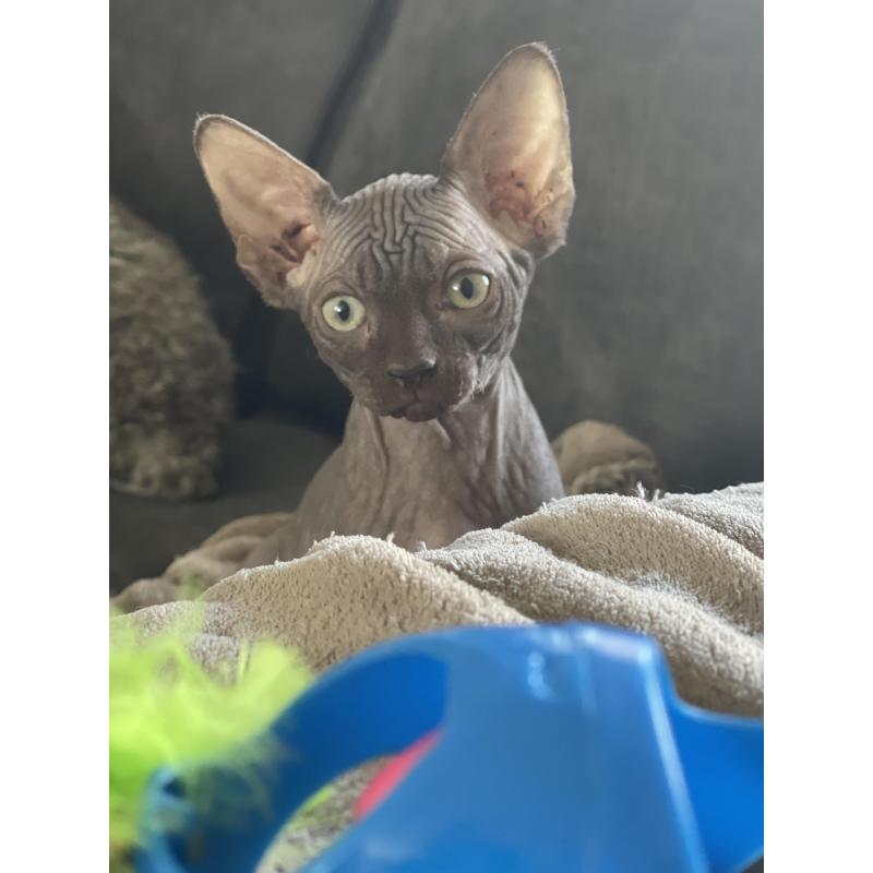 2 lieve Spynx poesjes kitten/kittens