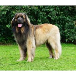 Leonberger pups geboren