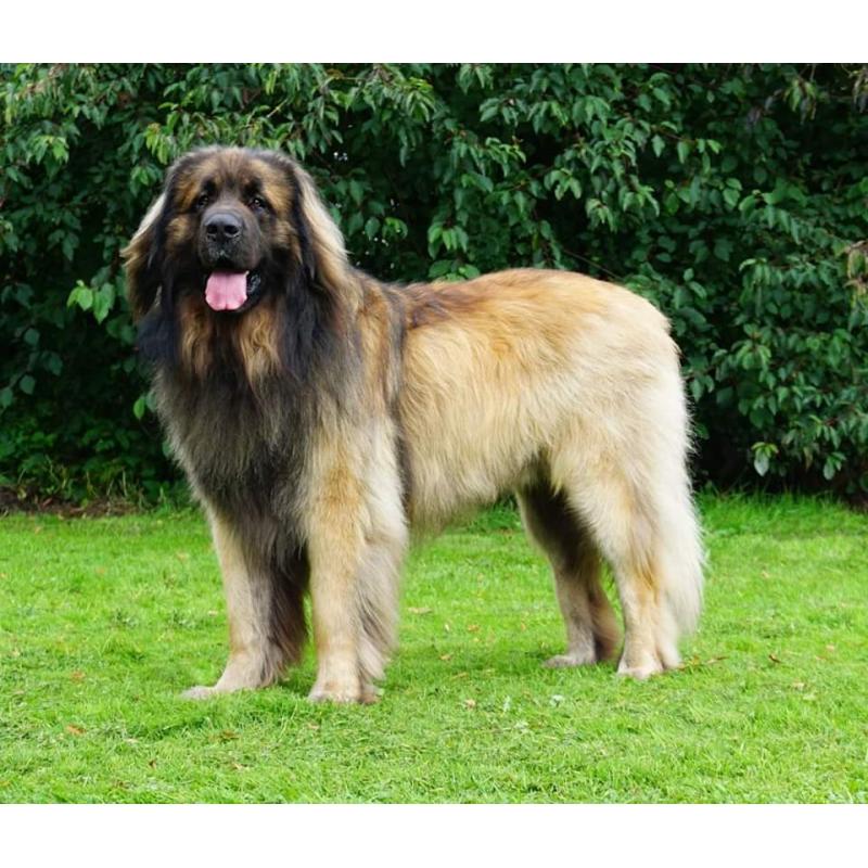 Leonberger pups geboren