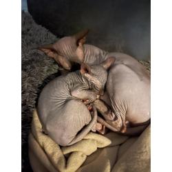2 lieve Spynx poesjes kitten/kittens