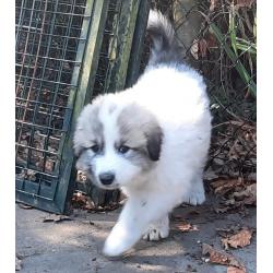 Pyreneese Berghond pups geboren