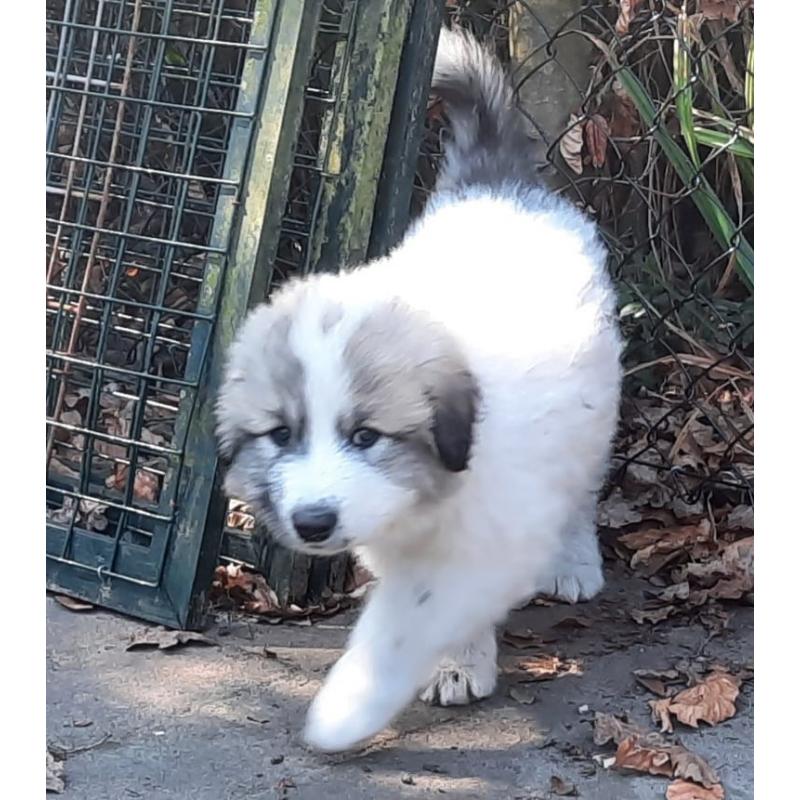 Pyreneese Berghond pups geboren