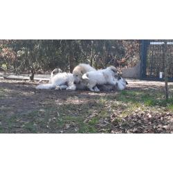 Pyreneese Berghond pups geboren