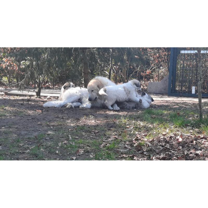 Pyreneese Berghond pups geboren
