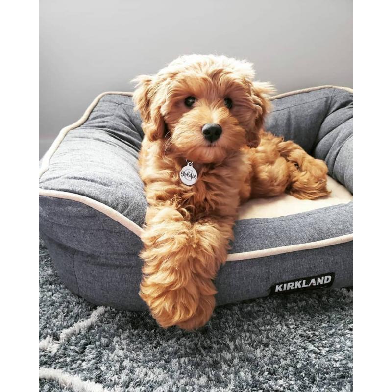Goldendoodle