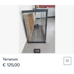 Terrarium baardagaam of gekko