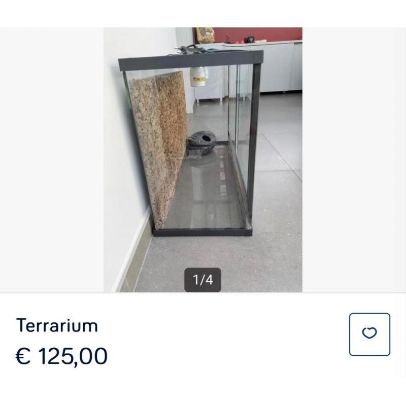 Terrarium baardagaam of gekko