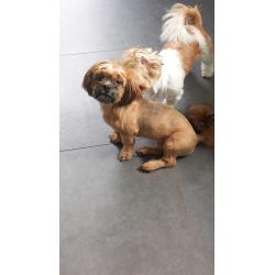 Te Koop - Shi Tzu pups