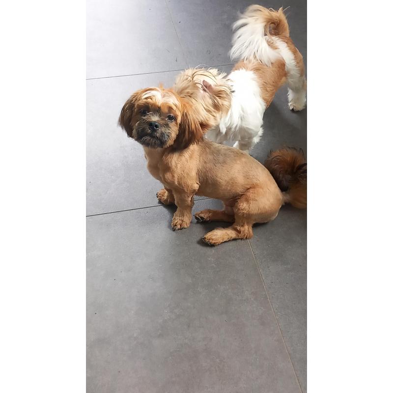 Te Koop - Shi Tzu pups