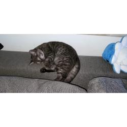 Britse kat