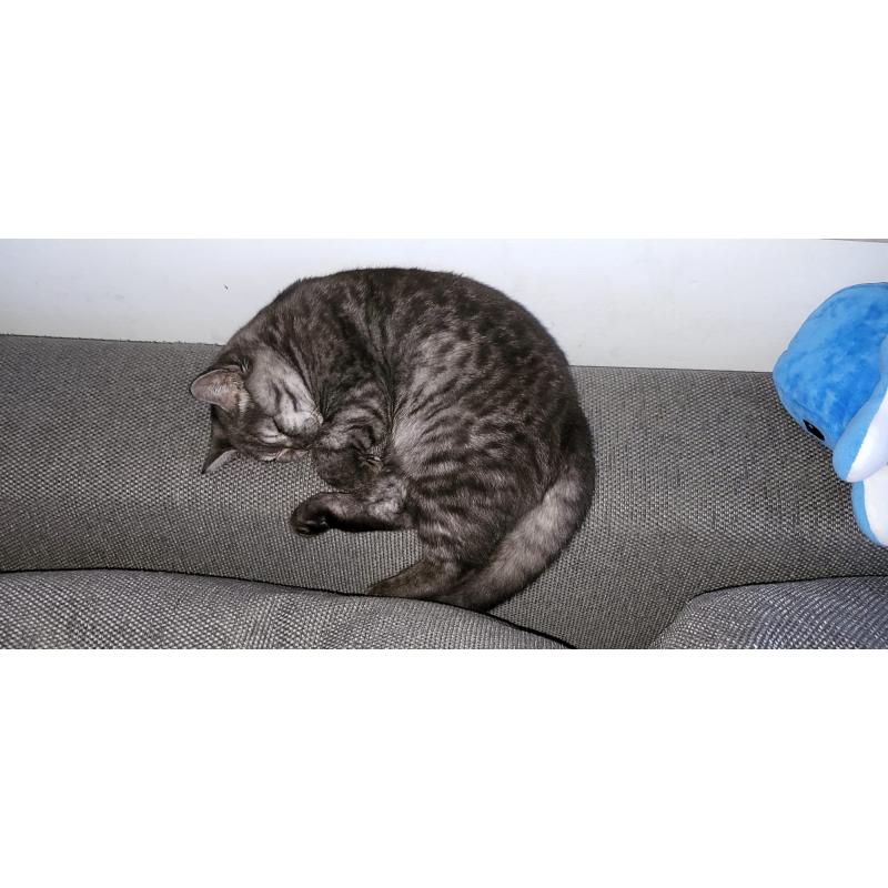 Britse kat