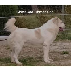 ALABAI PUPS,KANGAL, KAUKASISCHE, OWCHARKA