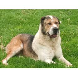 ALABAI PUPS,KANGAL, KAUKASISCHE, OWCHARKA