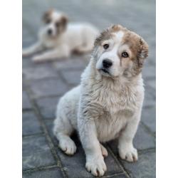 ALABAI PUPS,KANGAL, KAUKASISCHE, OWCHARKA