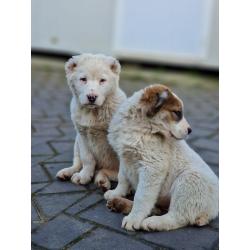 ALABAI PUPS,KANGAL, KAUKASISCHE, OWCHARKA