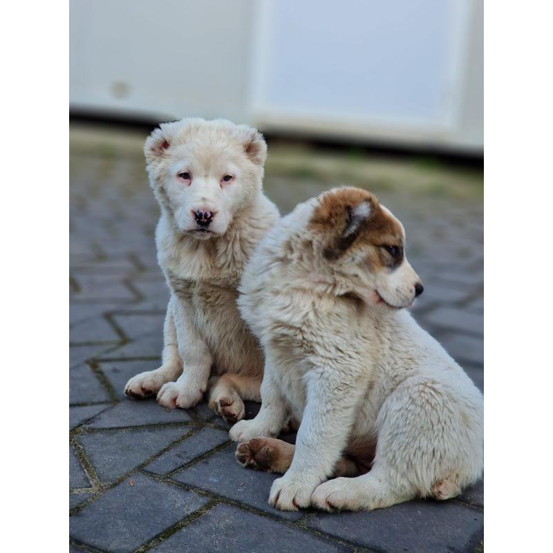 ALABAI PUPS,KANGAL, KAUKASISCHE, OWCHARKA
