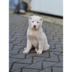 ALABAI PUPS,KANGAL, KAUKASISCHE, OWCHARKA