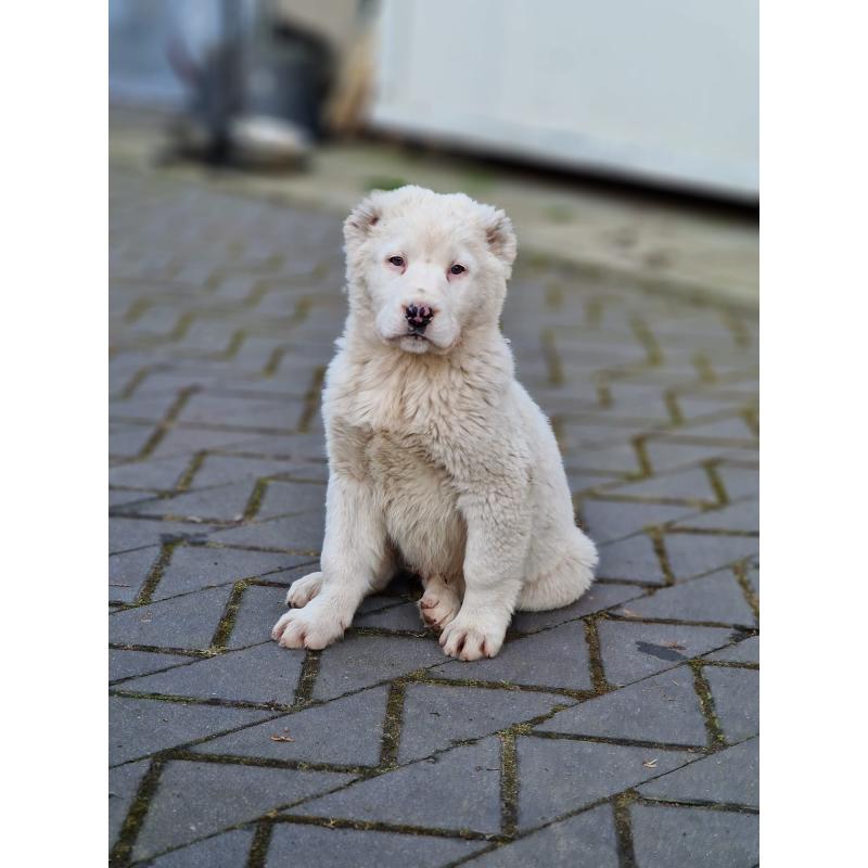 ALABAI PUPS,KANGAL, KAUKASISCHE, OWCHARKA