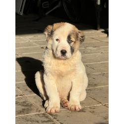 ALABAI PUPS,KANGAL, KAUKASISCHE, OWCHARKA