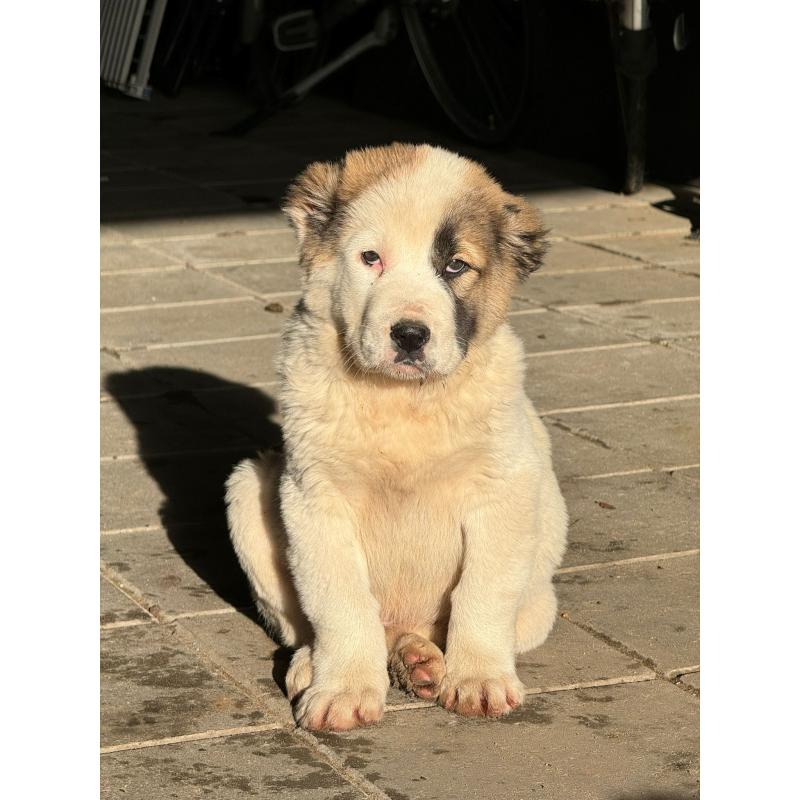 ALABAI PUPS,KANGAL, KAUKASISCHE, OWCHARKA
