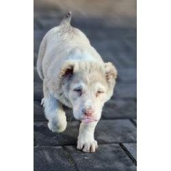 ALABAI PUPS,KANGAL, KAUKASISCHE, OWCHARKA