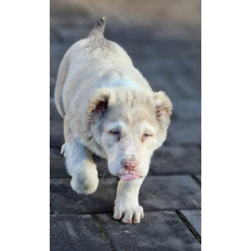 ALABAI PUPS,KANGAL, KAUKASISCHE, OWCHARKA