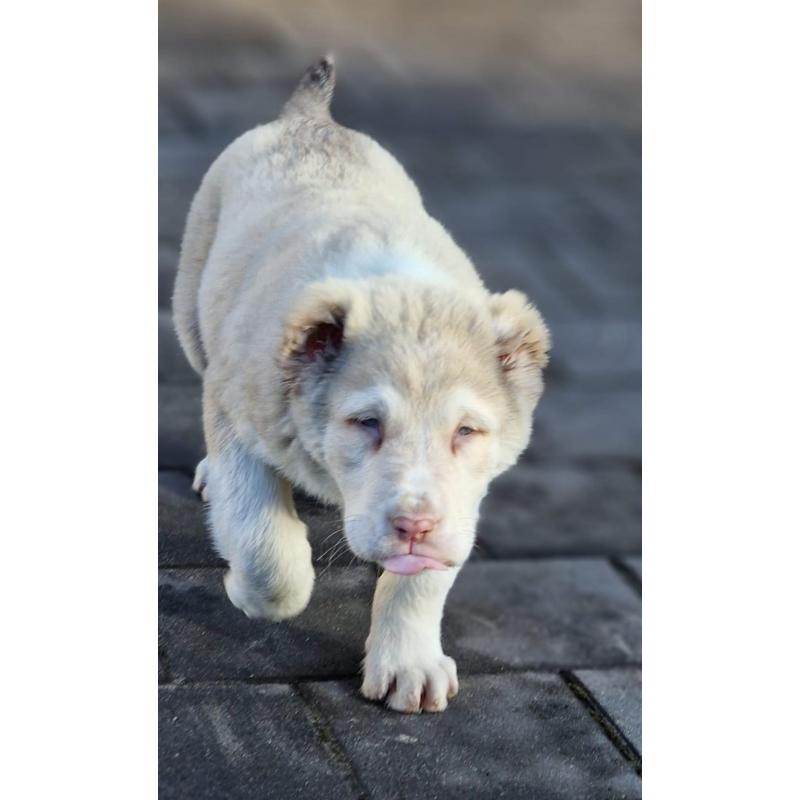 ALABAI PUPS,KANGAL, KAUKASISCHE, OWCHARKA