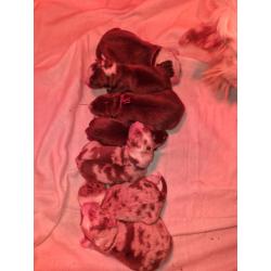 puppies bordercollie x australische herder