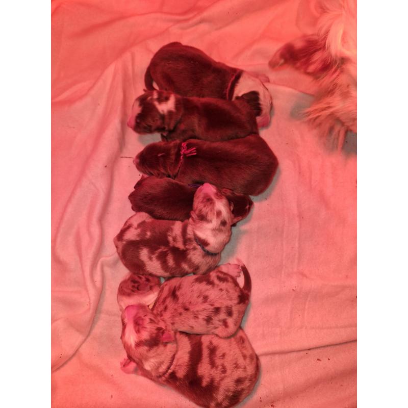 puppies bordercollie x australische herder